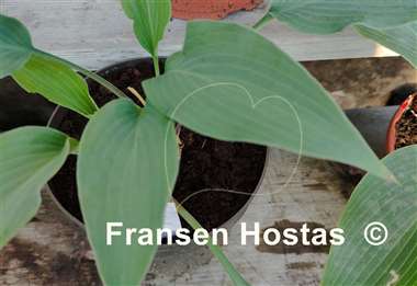 Hosta Fake Lightning